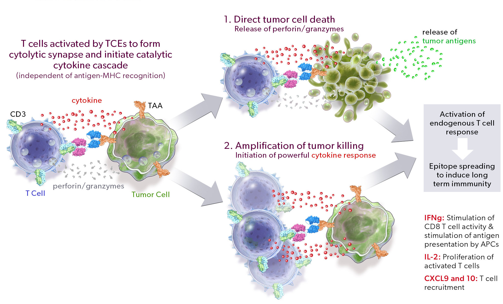 Immunotherapy illustration 